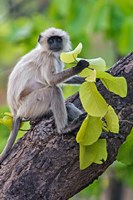 Framed Gray Langur Monkey, Kanha National Park, Madhya Pradesh, India