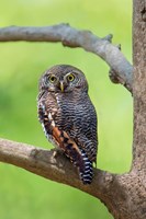 Framed Jungle Owlet, Bandhavgarh National Park, Umaria District, India