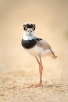 Framed Pied Plover Chick, Pantanal Wetlands, Brazil