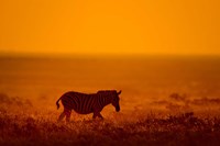 Framed Zebra in a Field, Etosha National Park, Namibia