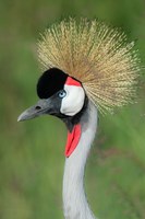 Framed Grey Crowned Crane, Ngorongoro Crater, Tanzania