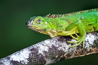 Framed Green Iguana, Tarcoles River, Costa Rica