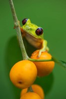 Framed Red-Eyed Tree Frog (Agalychnis callidryas), Tarcoles River, Pacific Coast, Costa Rica