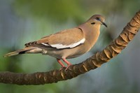 Framed White-Winged Dove, Tarcoles River, Costa Rica