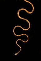 Framed Blunt-Headed Tree Snake, Sarapiqui, Costa Rica