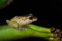 Framed Tink Frog, Tortuguero, Costa Rica