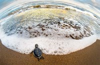 Framed Green Sea Turtle, Tortuguero, Costa Rica