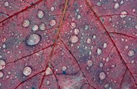 Framed Water Droplets on Maple Leaf