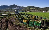 Framed Harvesting Lettuce near Ventas de Zafarraya, Spain