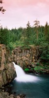 Framed Forest Waterfall, Shasta, California