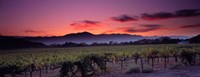 Framed Vineyard At Sunset, Napa Valley, California