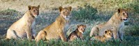 Framed African Lion (Panthera leo) family in a field, Ndutu, Ngorongoro Conservation Area, Tanzania