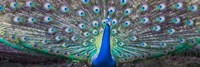 Framed Dancing Peacock, India