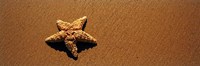 Framed Starfish, Malibu, California