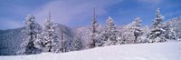 Framed Snow Covered Landscape, Colorado