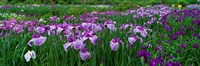Framed Iris Garden, Nara, Japan