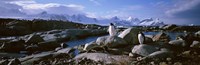 Framed Penguins on Peterman Island