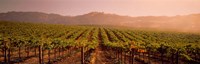 Framed Vineyard in Geyserville, CA