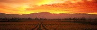 Framed Sunset over Napa Valley