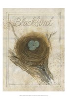 Framed Nest - Blackbird