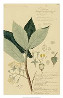 Framed Descubes Foliage & Fruit III