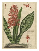 Framed Botanical Study on Linen I