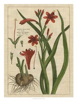 Framed Botanical Study on Linen II
