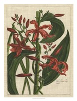 Framed Botanical Study on Linen III
