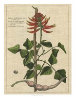 Framed Botanical Study on Linen IV