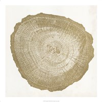 Framed Tree Ring IV