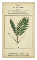Framed Linnaean Botany IV
