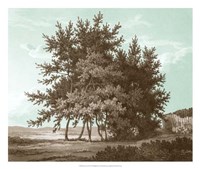 Framed Serene Trees IV