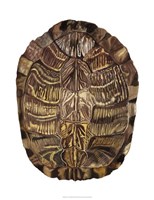 Framed Tortoise Shell Detail I