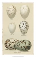 Framed Antique Bird Egg Study II