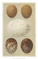 Framed Antique Bird Egg Study III
