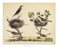 Framed Wrens, Warblers & Nests I