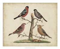 Framed Bull Finches