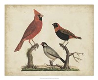 Framed Cardinal & Grosbeak