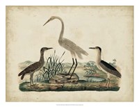 Framed Great White Heron & Night Heron