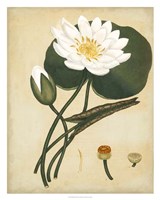 Framed White Water Lily