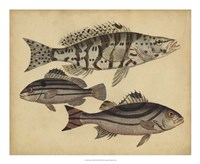 Framed Species of Fish I