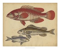 Framed Species of Fish II