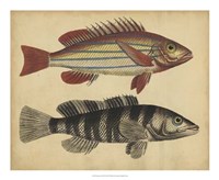 Framed Species of Fish III