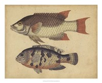 Framed Species of Fish IV