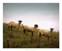 Framed Wooly Friends I