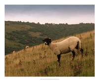 Framed Wooly Friends III