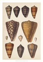 Framed Antique Cone Shells I