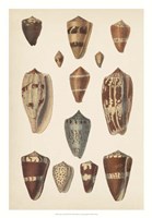 Framed Antique Cone Shells II