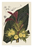 Framed Begonia Varieties II