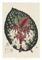 Framed Begonia Varieties III